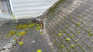 Roof with moss growth and debris build up.